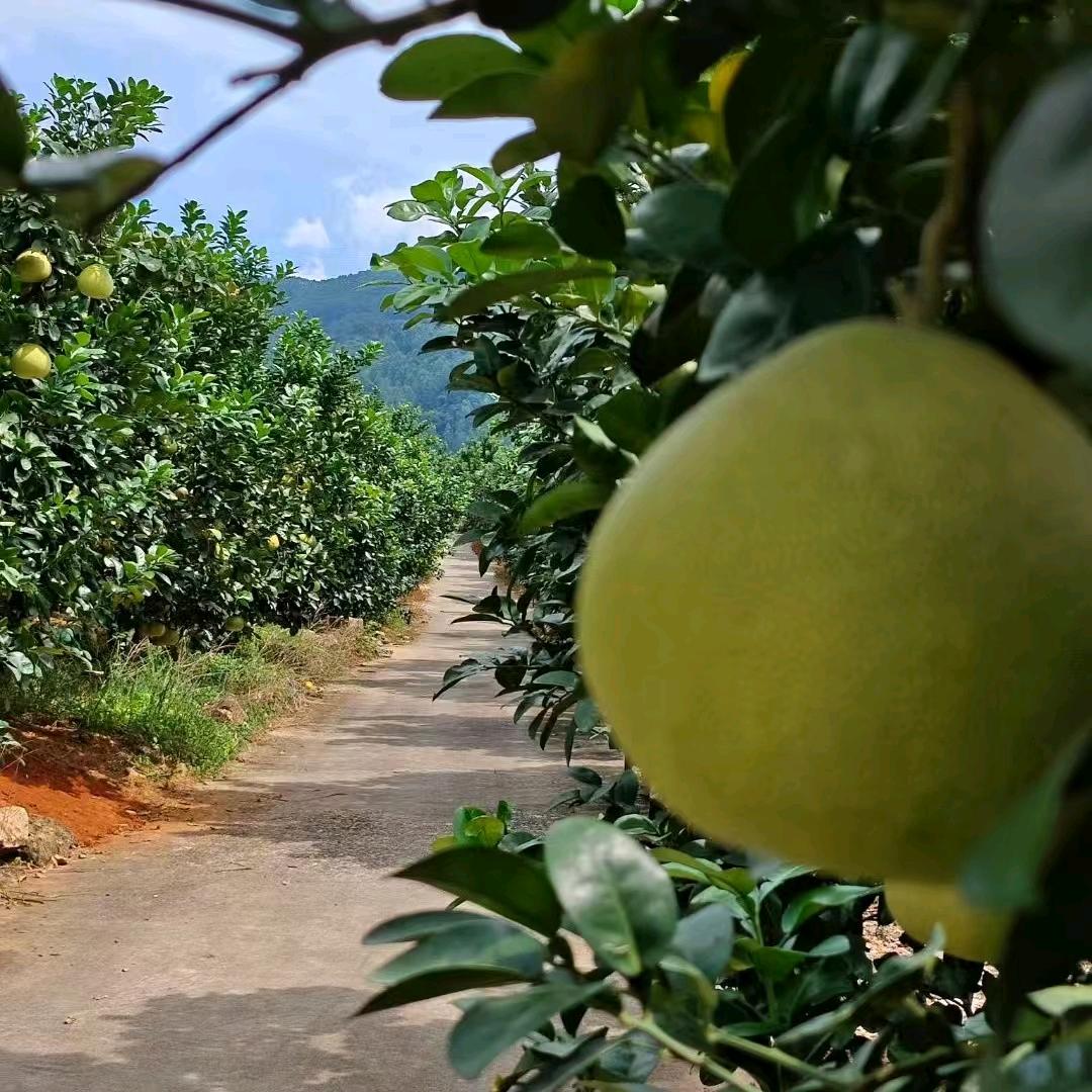 小凡农副食品店