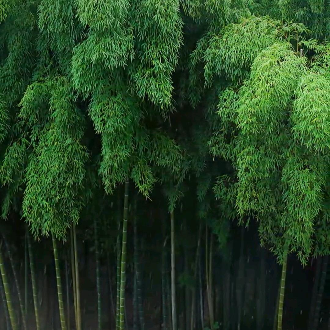 秦时明月.