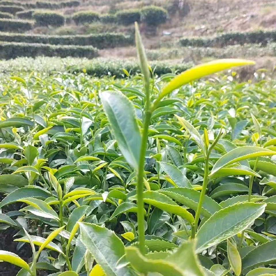 北漂新农人阿宁