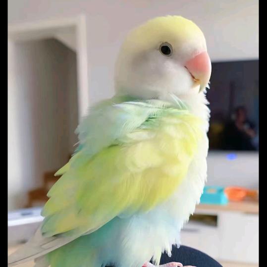 @商丘泽辉观赏鸟