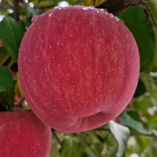 李小明隰县水果信息代办