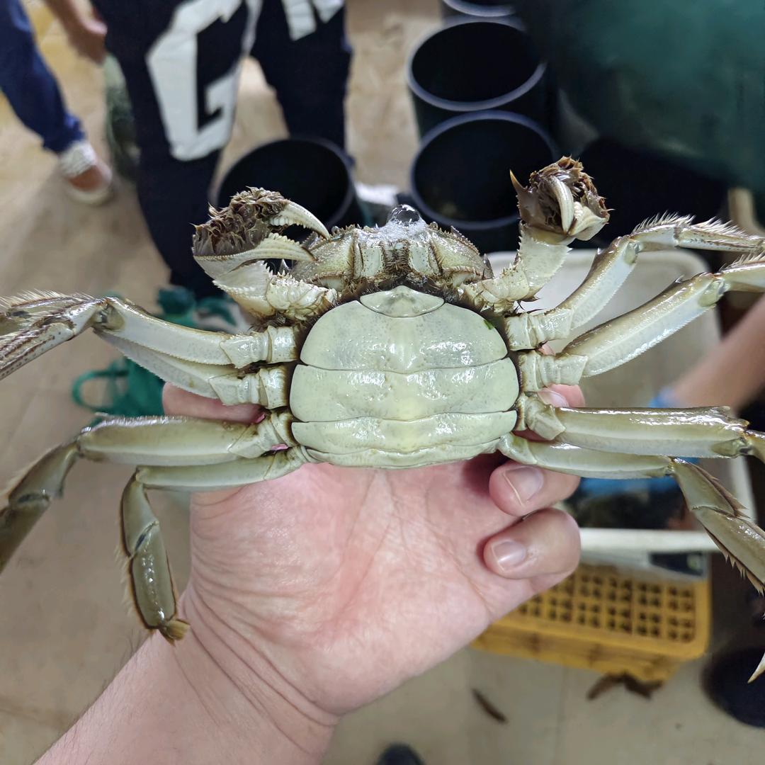 洪湖黄老五