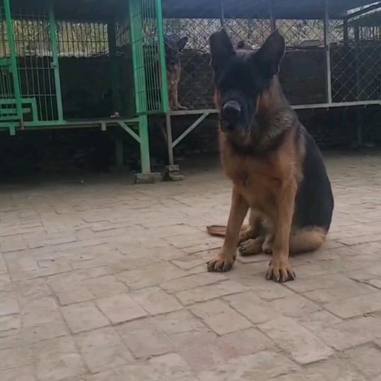 保定，胡子犬舍