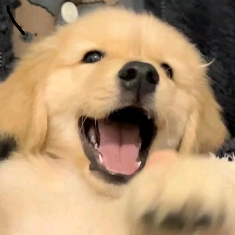 芝士小狗🐕