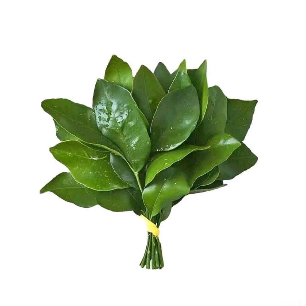 一只溪崽儿