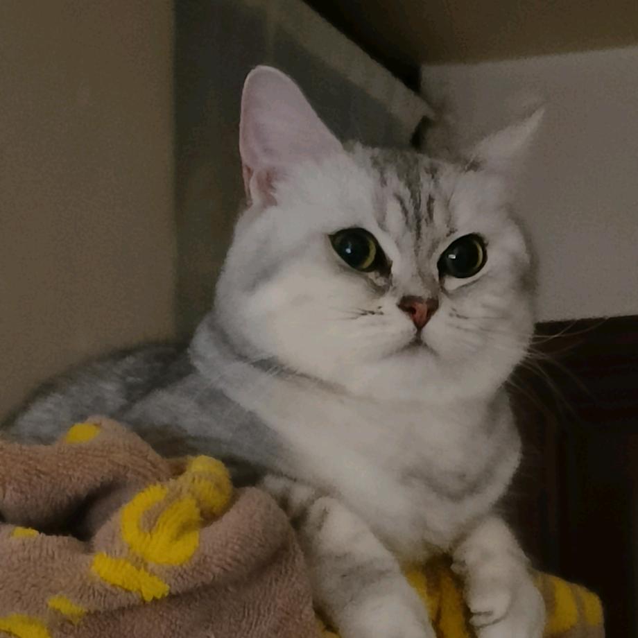 ଲ貓魚/ᐠ - ˕ -マ Ⳋ🩺