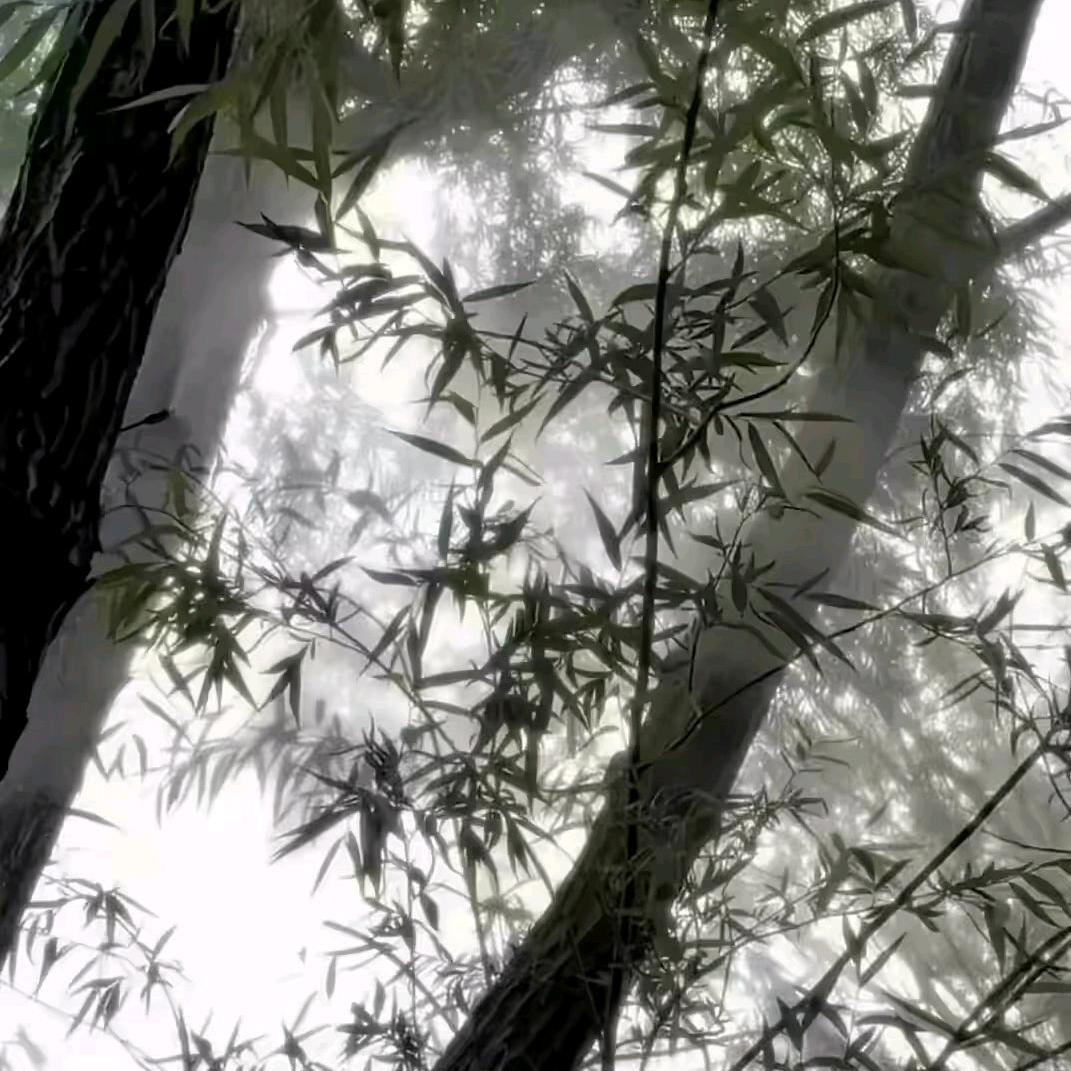 玫瑰雨.