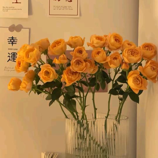 凤琴（单身）可私信