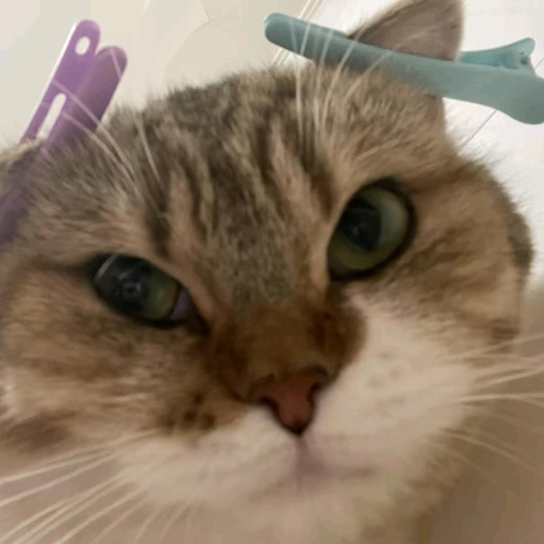 爱拉小提琴的荔枝