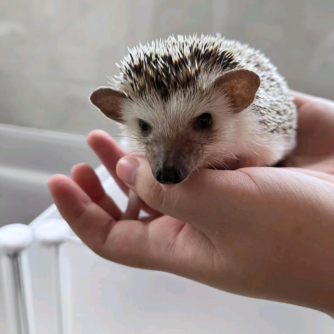 雪儿