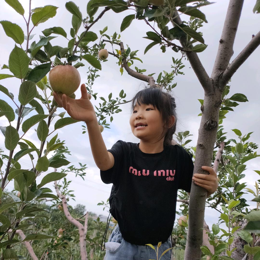 幸运草