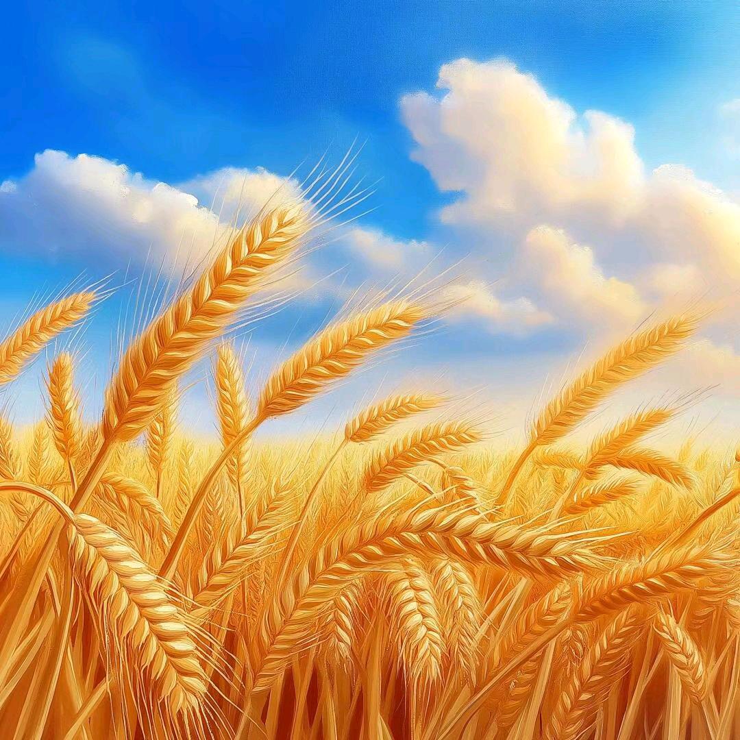 恭喜发财好运来