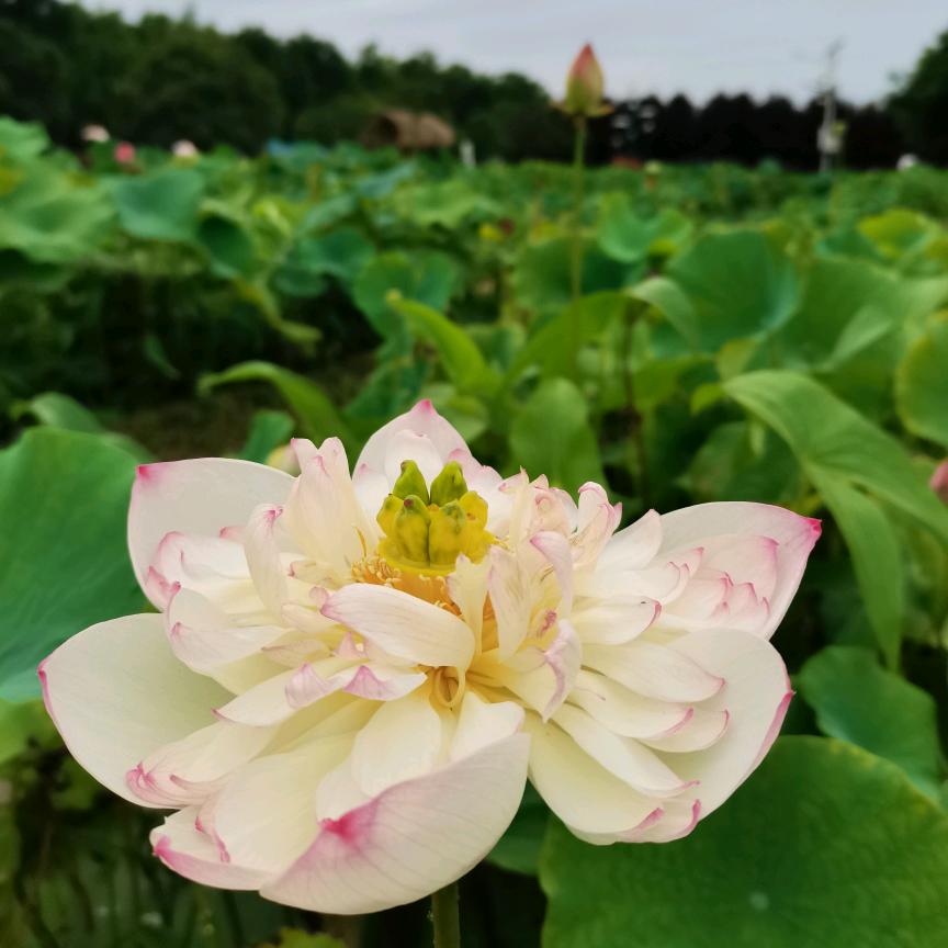 杨拓西艺术李老师