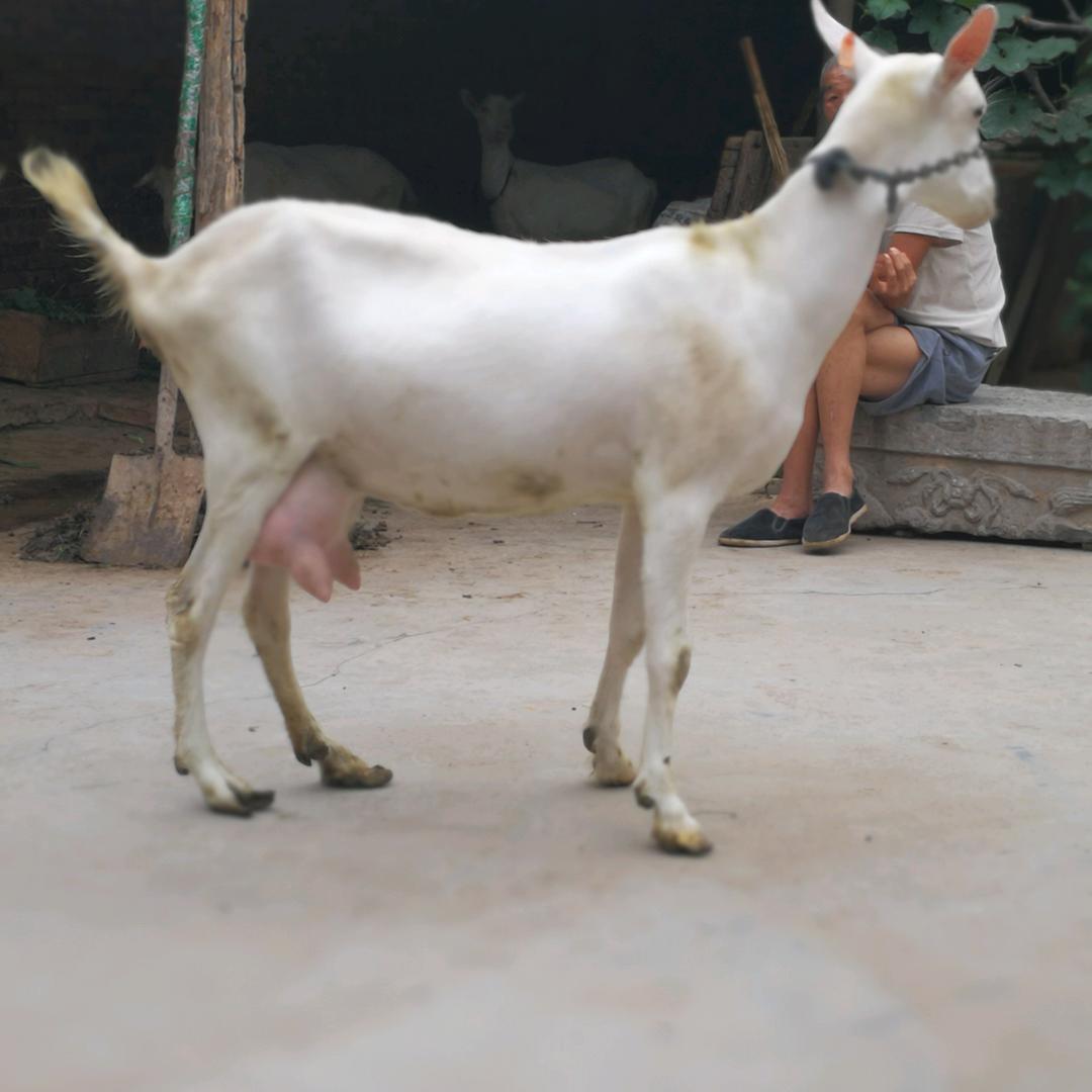 🌈陕西富泰奶山羊（小王）