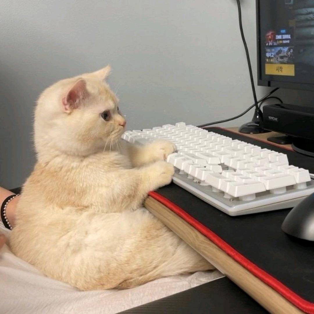 柠檬茶多冰不加糖