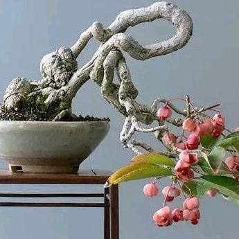 小张的花园