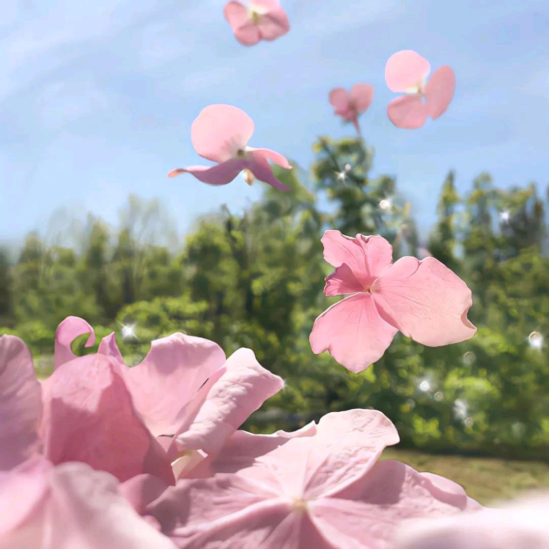 花开🌸落