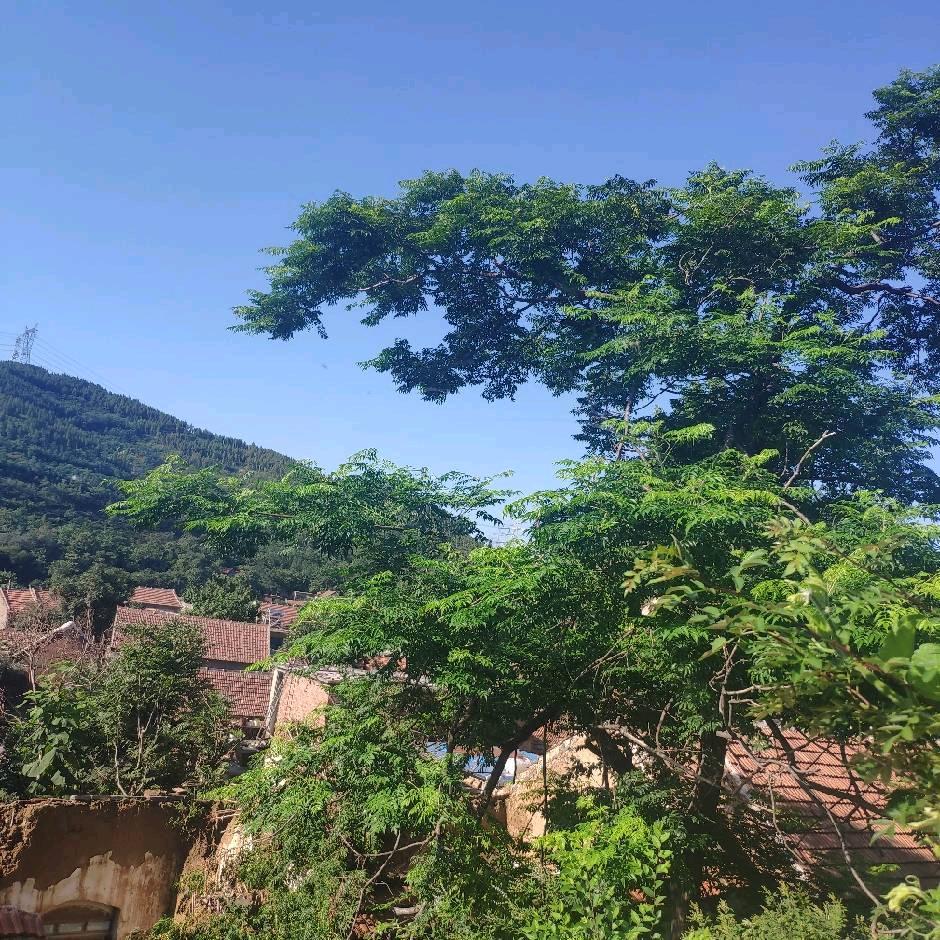青竹唐韵