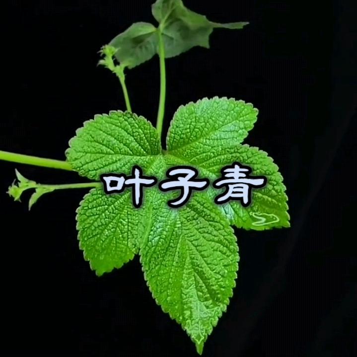 叶子青(*◑З◑)爻(◐ω◐*)
