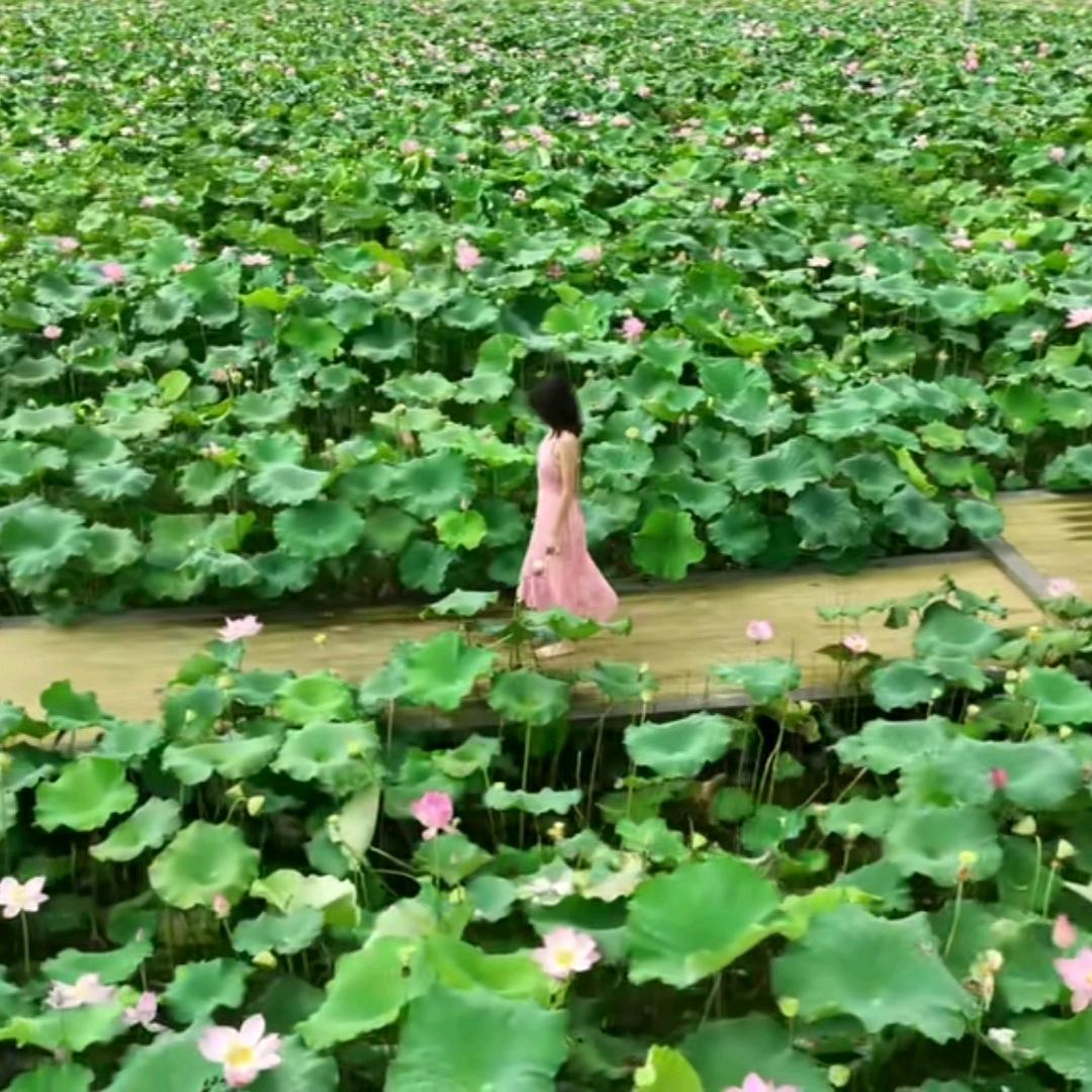 井冈山古葛树农旅发展有限公司