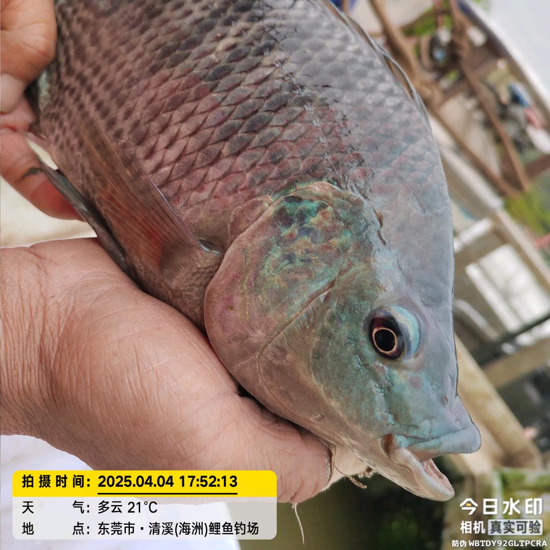 清溪海洲～张锅锅记录鱼塘快乐！