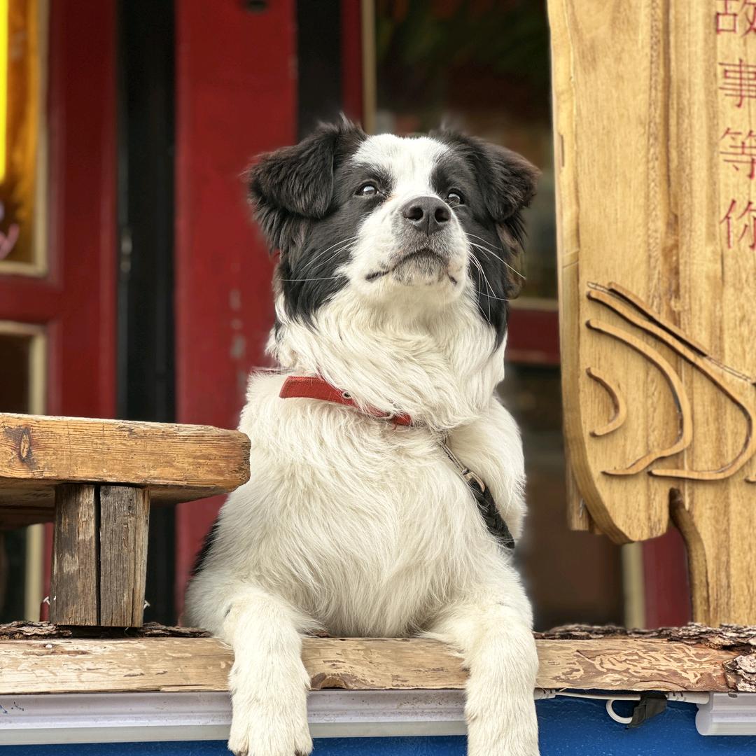 小新