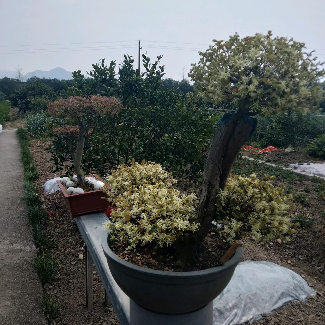 隔壁老王单身