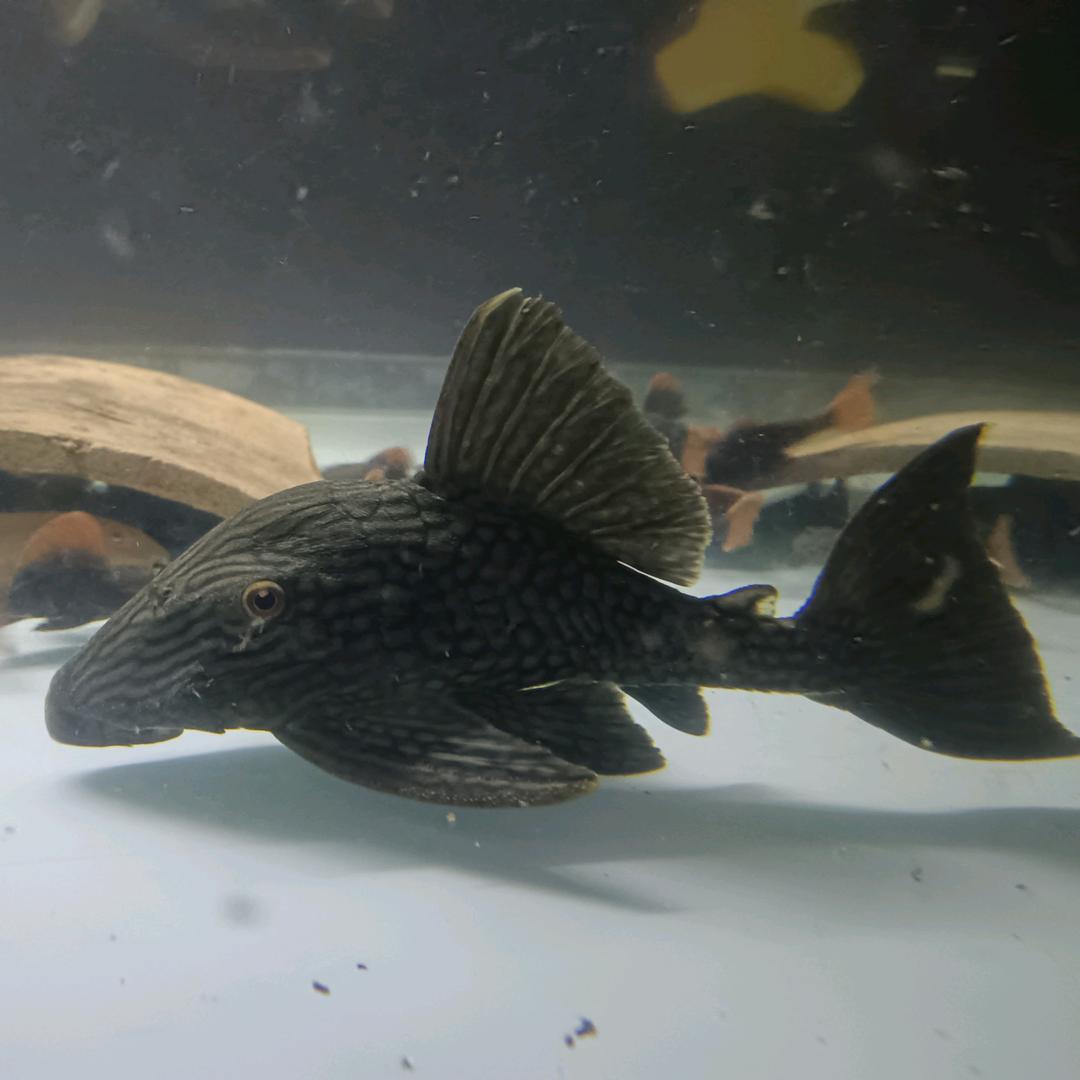 异形鱼繁殖、养殖基地