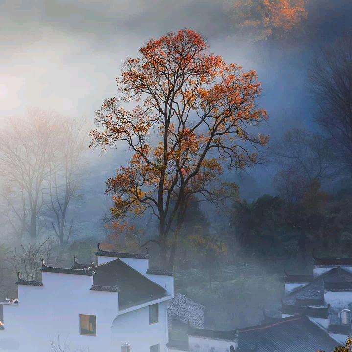 杨欢