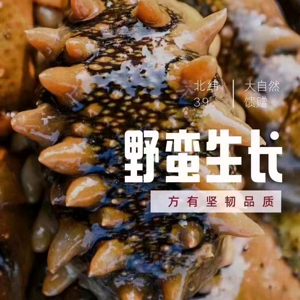 天然野生海参