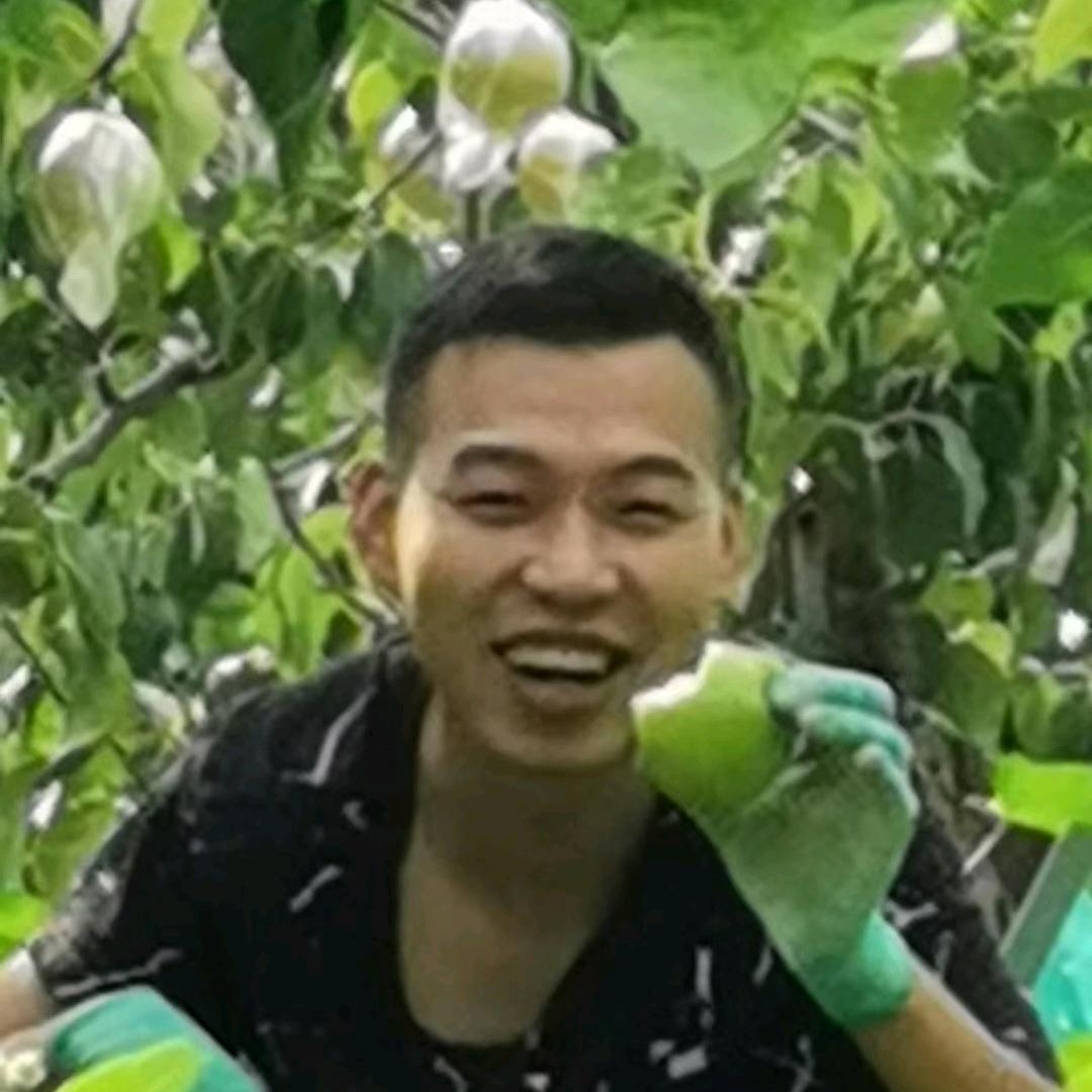 正儿八经隰县(玉露香)梨