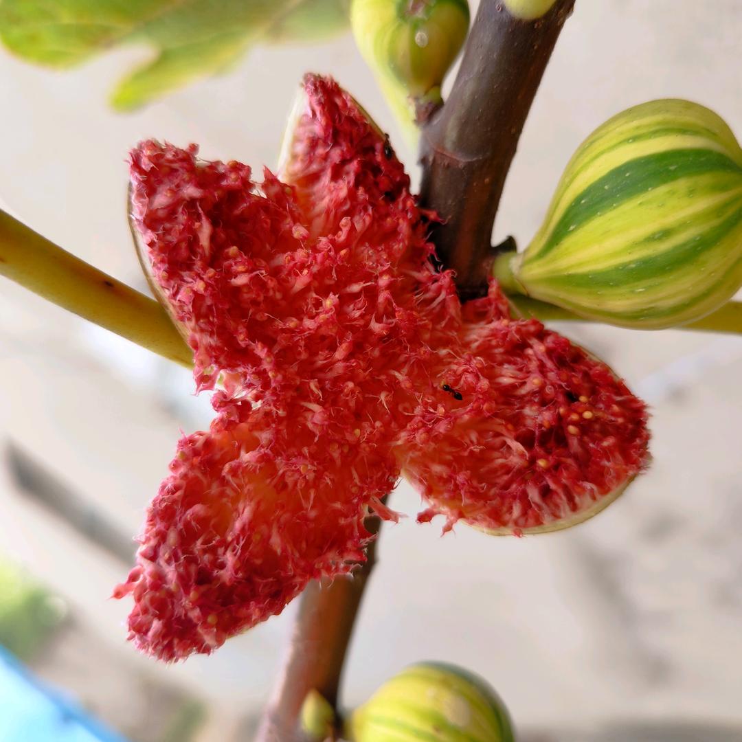 如花无花果