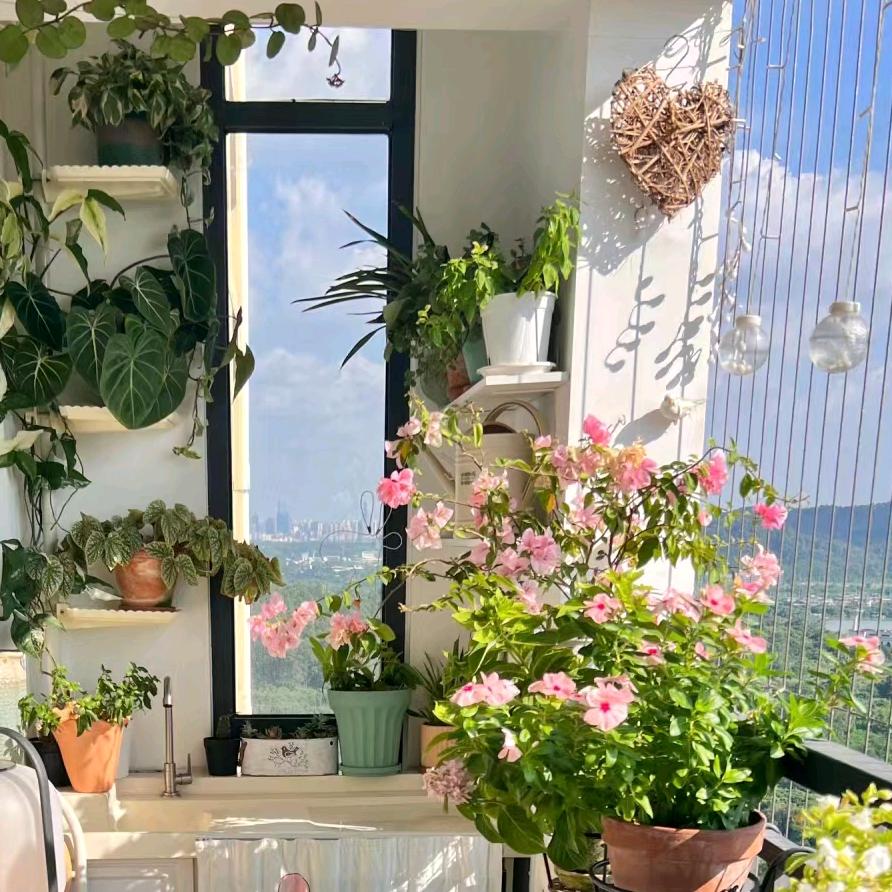 依依的花园