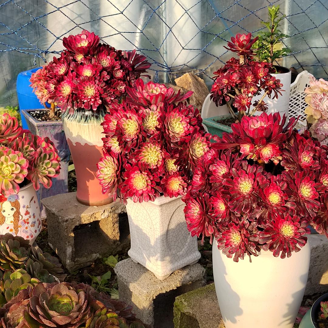 石来运转，！！🧚‍♀️🧚‍♀️🧚‍