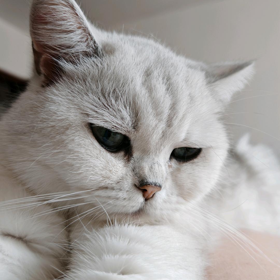 懒猫爱溜达.🔅