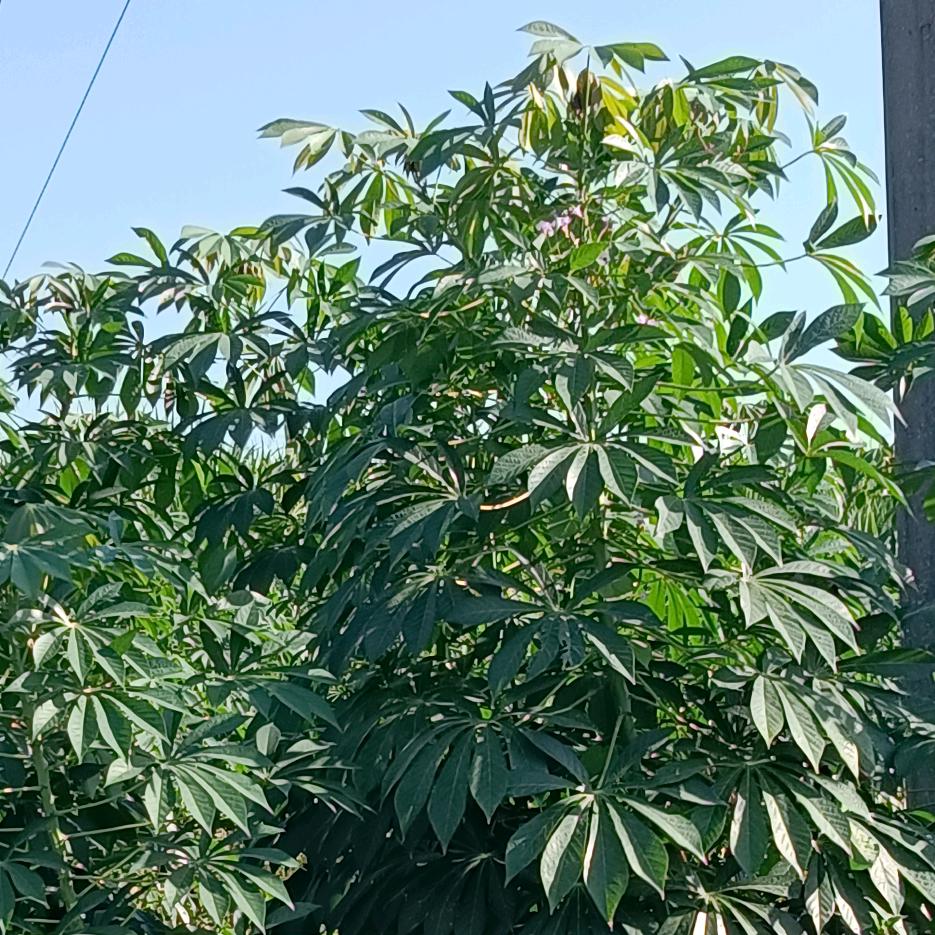 避风港