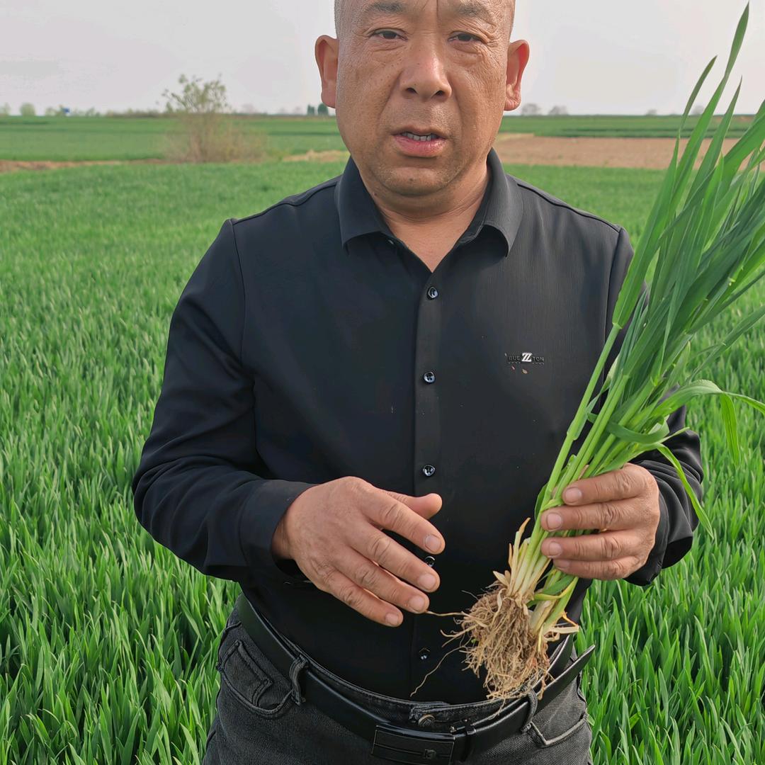 郏县冢头锋军农资销售中心