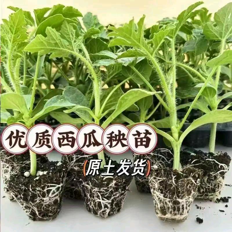 诚鑫种苗
