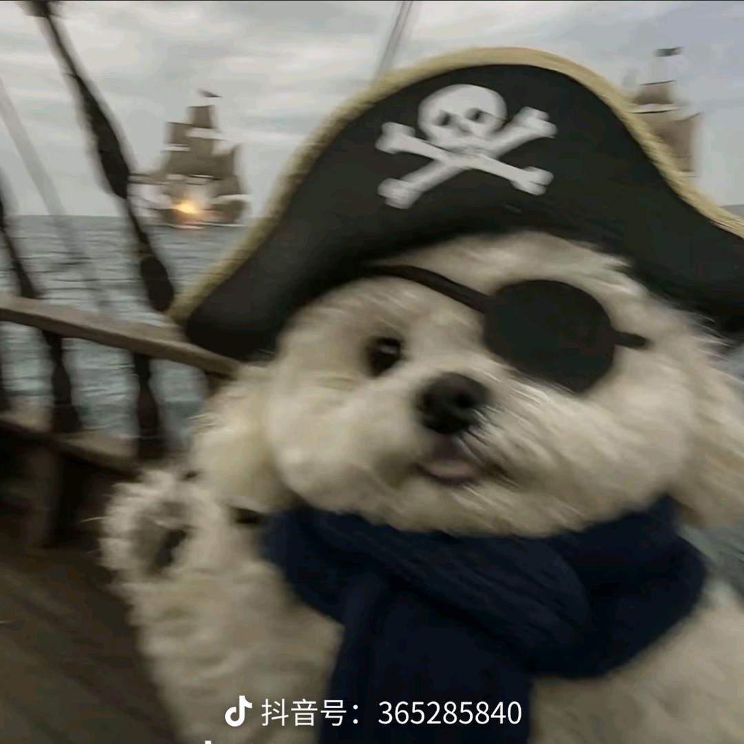 矜持的海绵宝宝