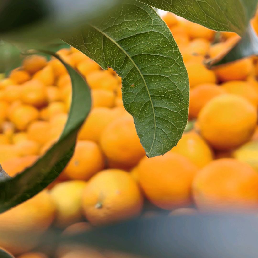 🍊小张
