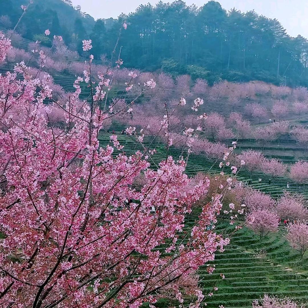 张淼淼
