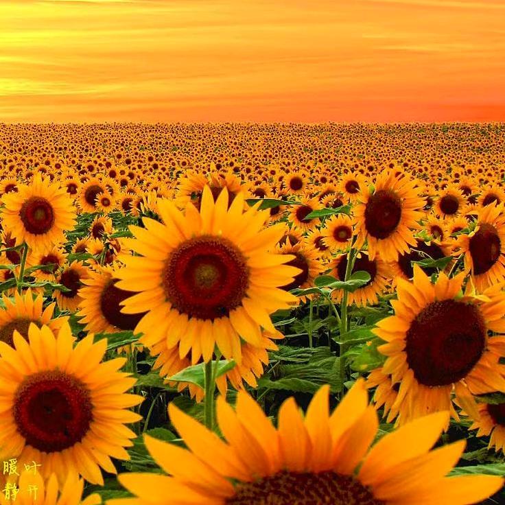 🌻【珑姐】💋