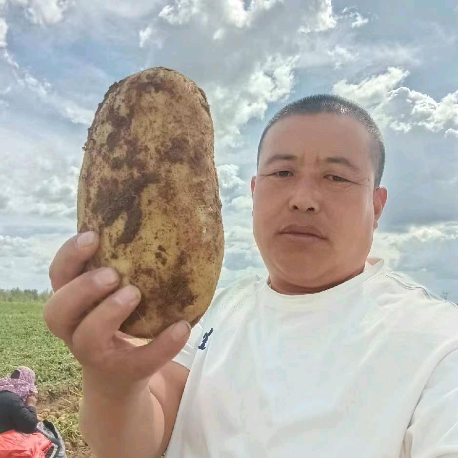 土豆代收-储存-吉百玲