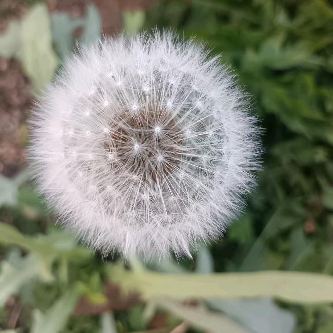 飘不起的蒲公英