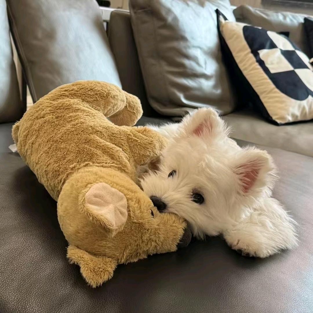 小猫起司ovo
