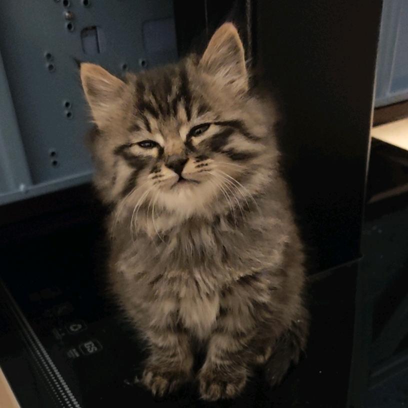一只设计师鸭