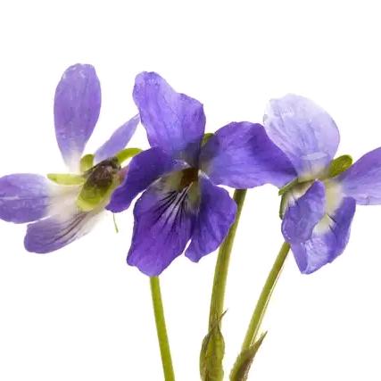 芳芳