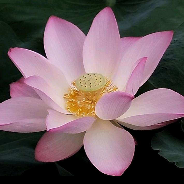菊