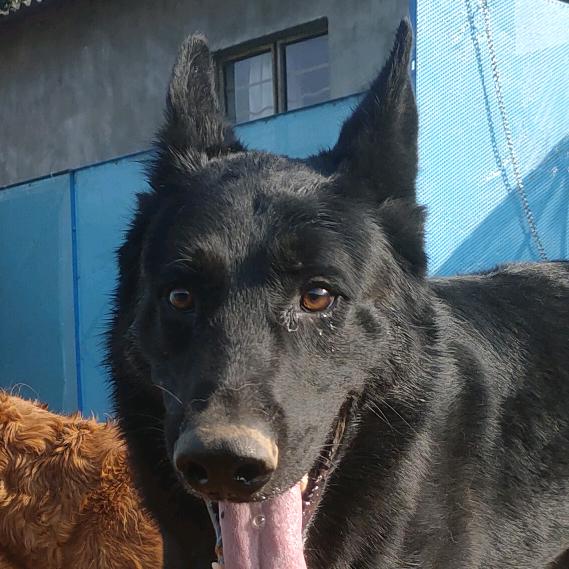 纯种黑色昆明犬