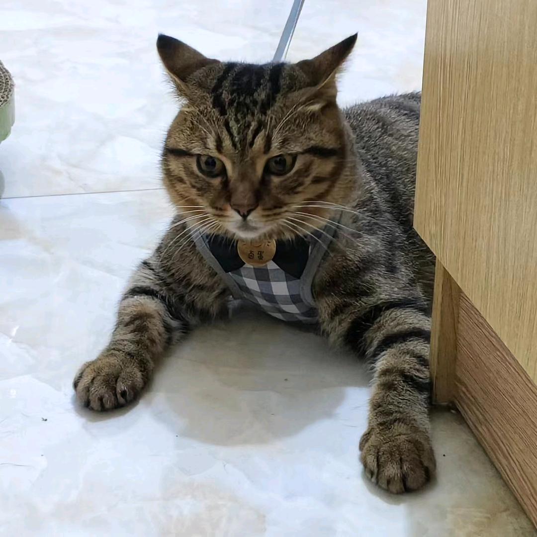 不敢造次